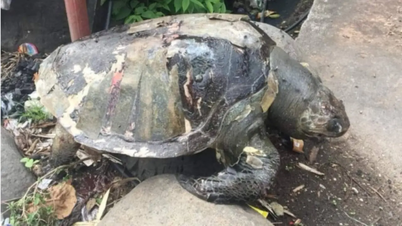 Pencemaran Makin Parah, Penyu Mati dengan Plastik Menyumbat Duburnya