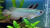 10 Ikan Peliharaan Bernilai Jual Tinggi yang Tidak Perlu Kolam Besar untuk Dipelihara di Rumah