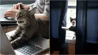Reaksi lucu kucing saat marah. (Sumber: old.reddit/jix333/ reddit/Barfsack)