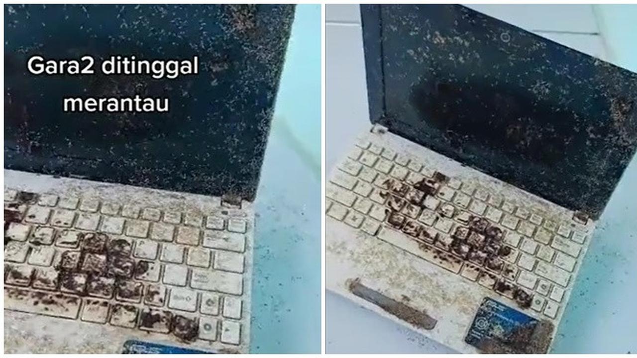 Lama Ditinggal, Kondisi Laptop Penuh dengan Semut Ini Bikin Senyum Pasrah