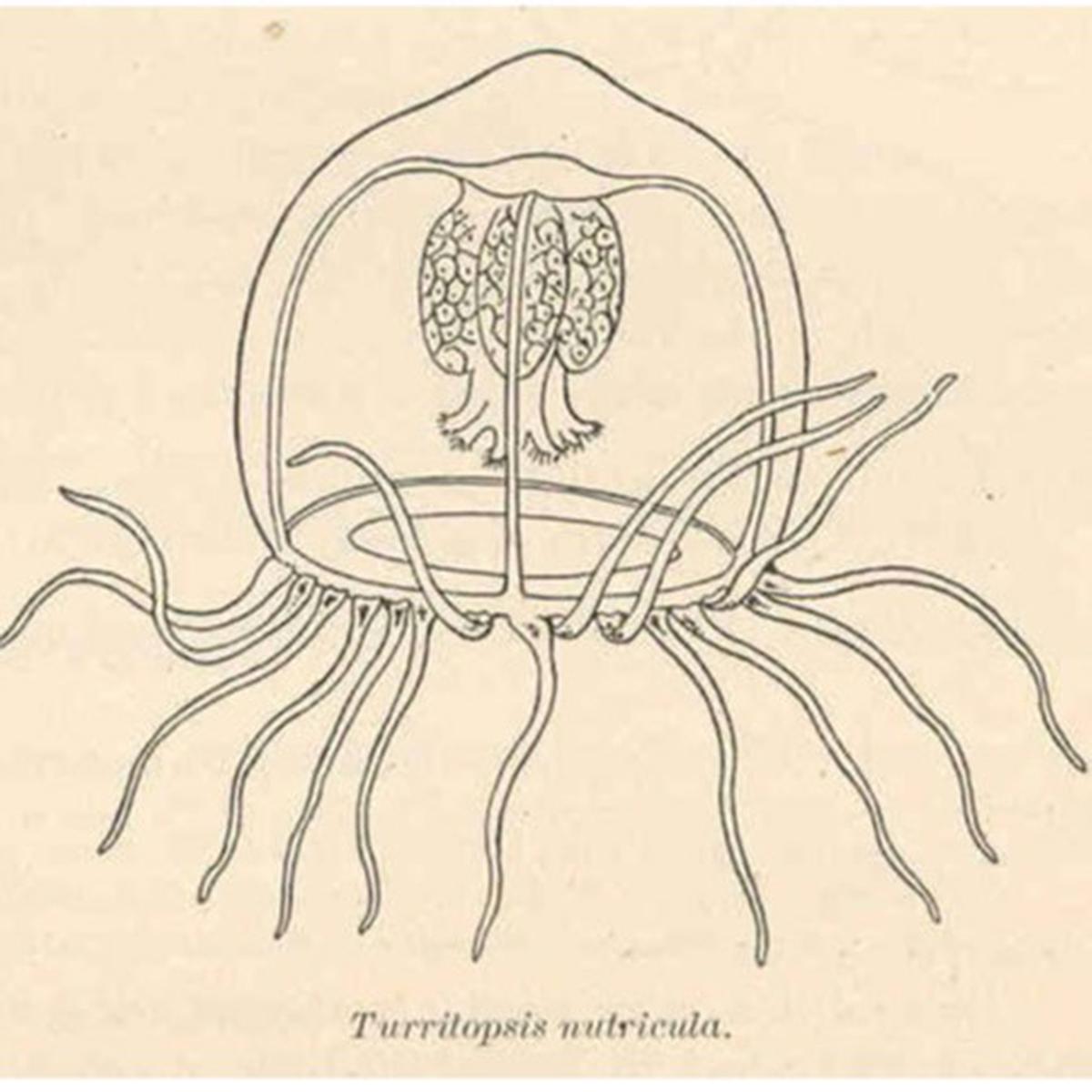 Turritopsis Dohrnii