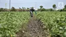 Petani melakukan perawatan tanaman blewah di Kabupaten Bekasi, Jawa Barat, Kamis (15/4/2021). Syafrudin (70) salah satu petani mengungkapkan hasil panen dari lahan seluas 1 hektare mampu menghasil 14 ton blewah. (merdeka.com/Iqbal S. Nugroho)
