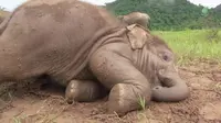 Seekor bayi gajah berusia 8 bulan kerepotan mencari cara menggaruk punggungnya yang sedang gatal. 