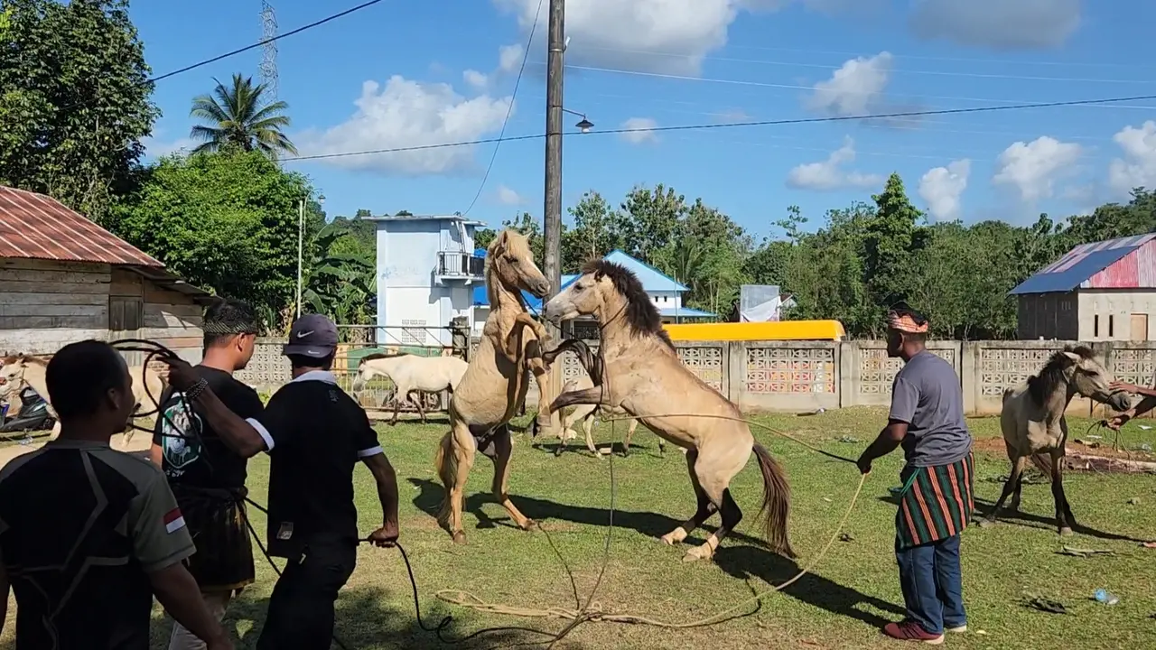 Tarung Kuda