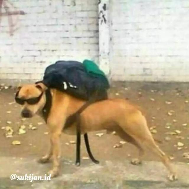 8 Momen Nyeleneh Orang Ajak Anjing Jalan-Jalan Ini Aksinya Kocak