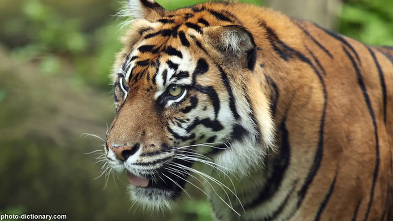 harimaw-130827b.jpg
