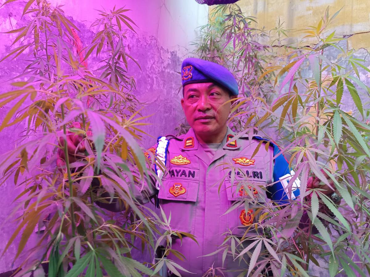 Pohon ganja disita dari PPPK Kementerian Pekerjaan Umum di Bandung. (merdeka.com/Azzura Galexia).