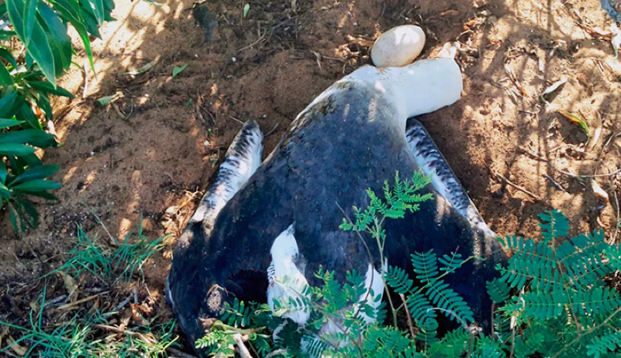 Foto yang diambil pada 29 Desember 2015 menunjukkan seekor Albatros terbunuh disarangnya dan meninggalkan sebutir telur di Hawaii. Gutierrez juga harus menjalani masa percobaan selama satu tahun. (Lindsay Young / Pacific Rim Conservation via AP)