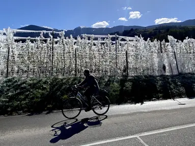 Seorang wanita melewati pohon apel beku yang ditutupi dengan es di dekat Bressanone, South Tyrol, Italia (8/4/2021). Petani apel melindungi bunga apel yang mekar dari pembekuan selama suhu rendah malam dengan membekukannya dengan sistem sprinkler di atas pohon. (AP Photo/Matthias Schrader)