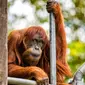 Puan, orangutan Sumatera tertua di dunia, 62 tahun, yang dipelihara oleh kebun binatang Perth, Australia. (Perth Zoo)