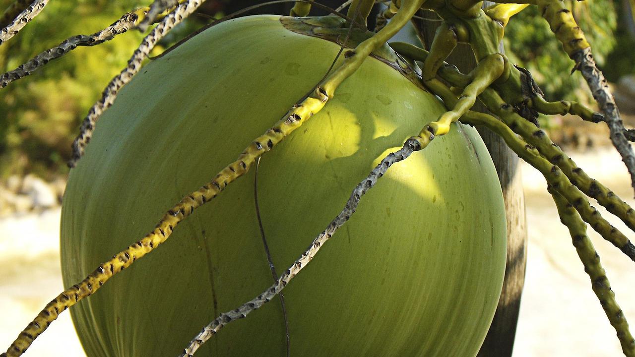 ilustrasi buah kelapa
