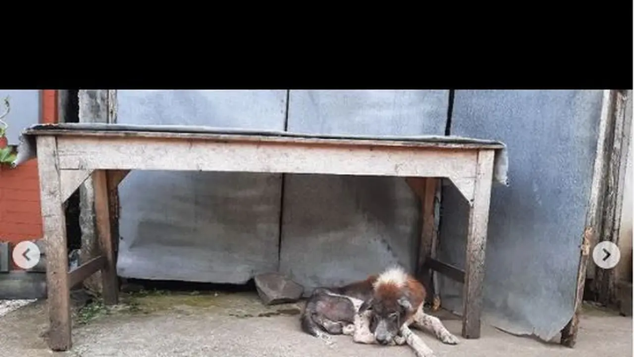 Aksi Galang Donasi untuk Bantu Program Sterilisasi Anjing dan Kucing Keliling