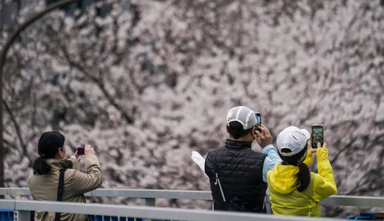Orang-orang berhenti untuk mengambil gambar kanopi bunga sakura di atas jalan saat mereka melewati jembatan penyeberangan di Tokyo, Jepang, Minggu (27/3/2022). (AP Photo/Kiichiro Sato)