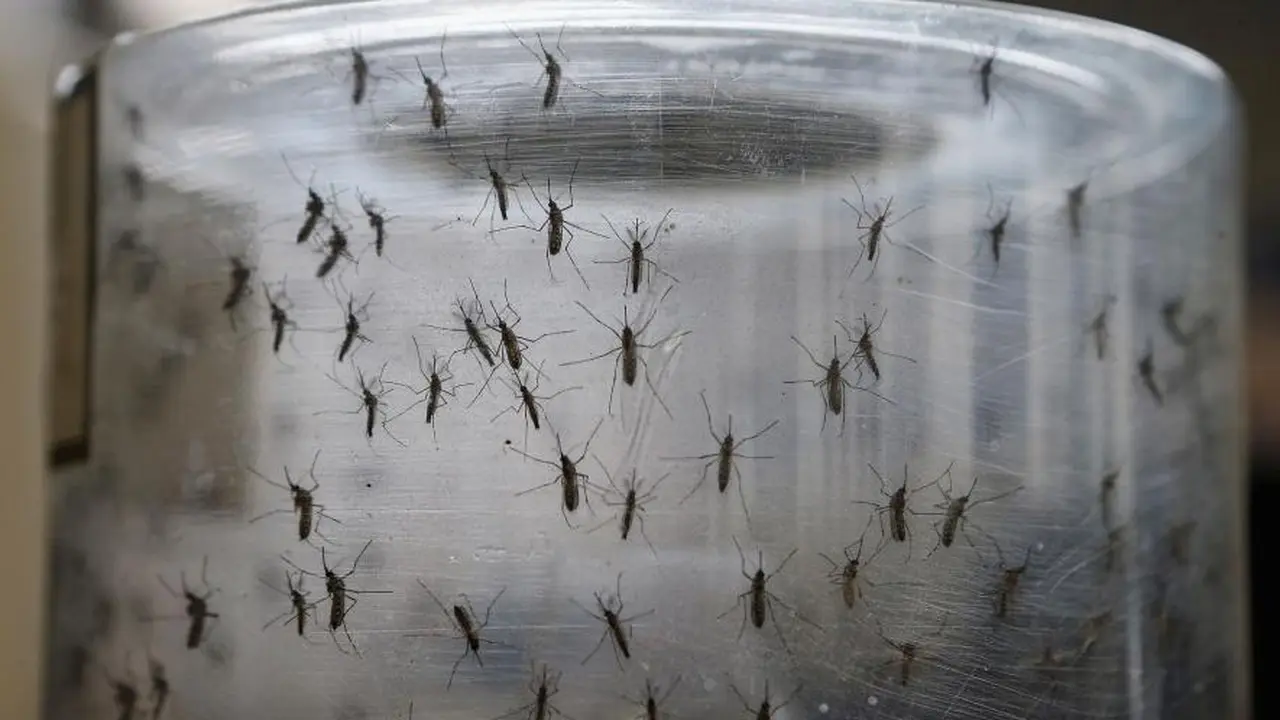 Kumpulan Foto-foto Bayi dengan Mikrosefali Akibat Virus Zika