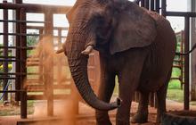 Zimbabwe Gelar Pemusnahan Massal Gajah, Dagingnya Akan Dibagikan ke Warga