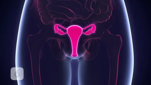 Vagina