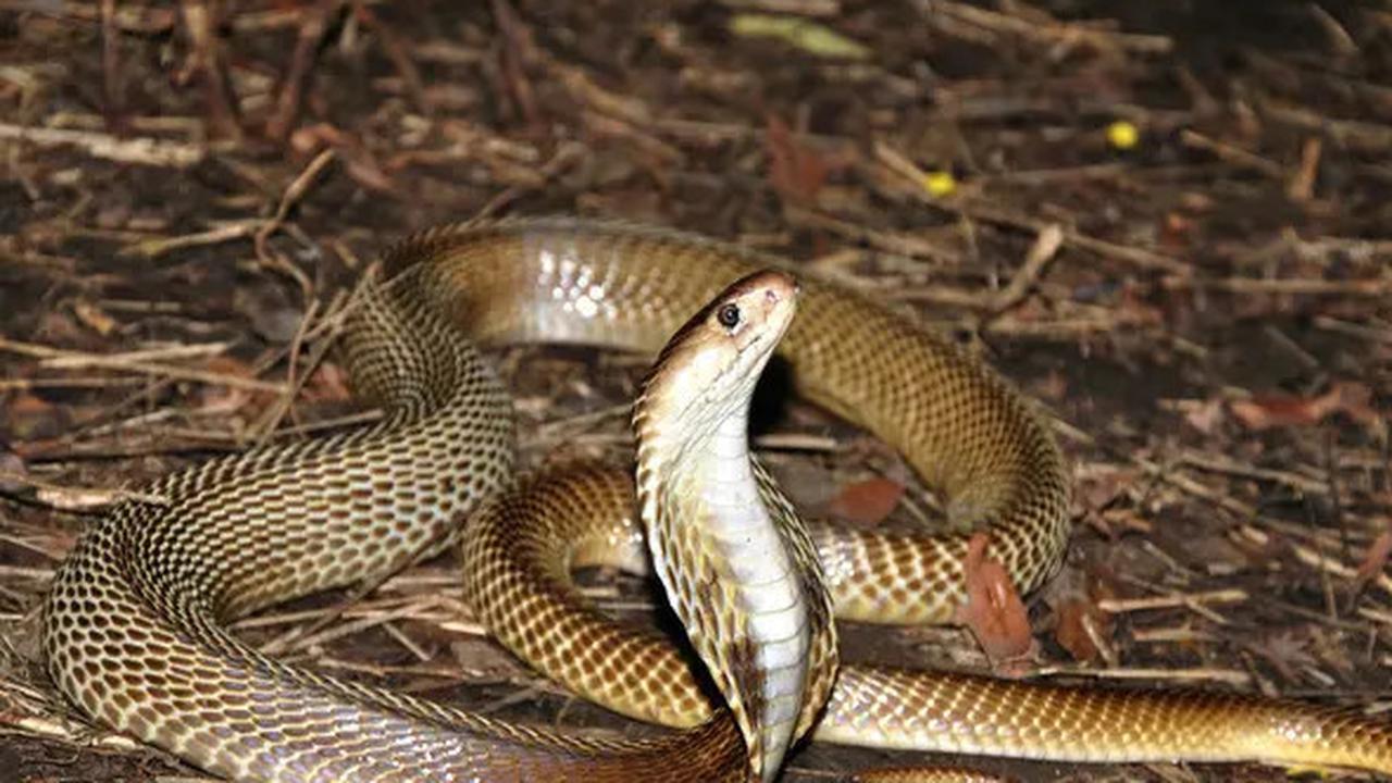 Jenis Tanah yang Menarik Ular Kobra Bertelur di Halaman Rumah