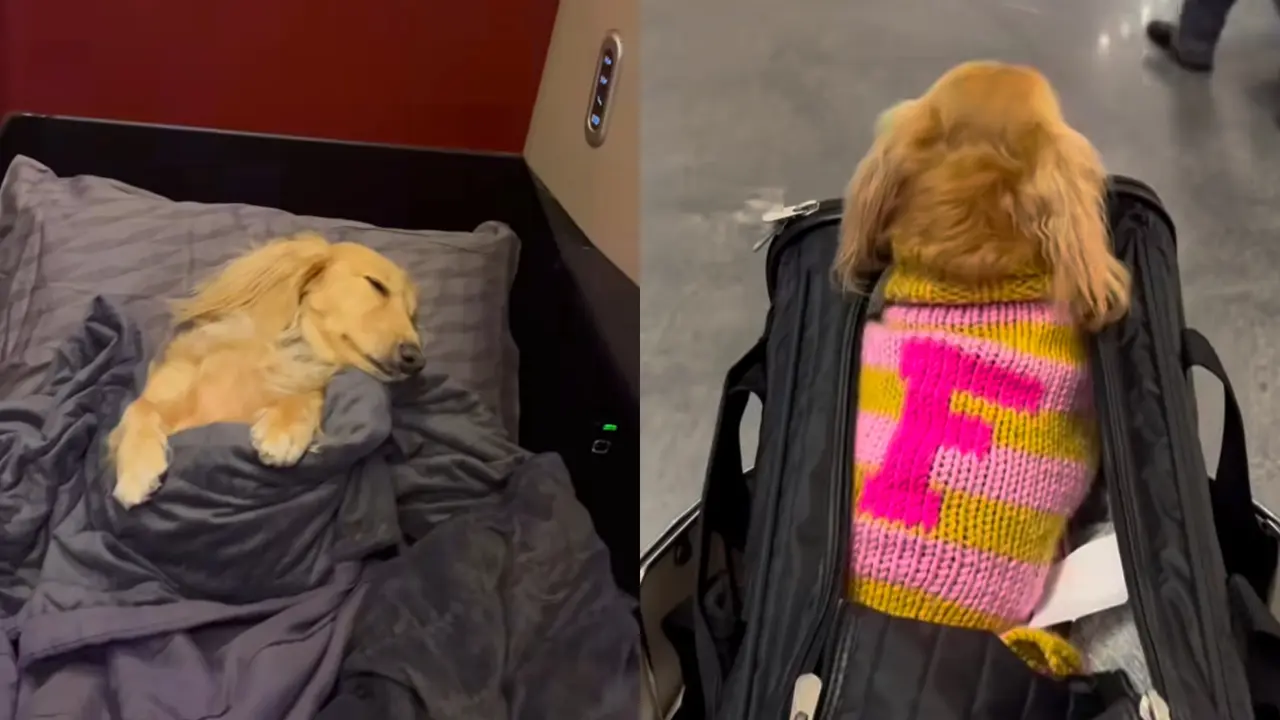 Sosok Fifi Si Anjing Viral yang Terbang Naik Business Class ke Paris (Sumber: Instagram/fifilittledariling)