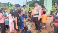 Aksi Nelayan di Lampung Duel Lawan Buaya saat Perbaiki Jaring, Tangan Luka Serius