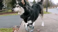 Berkat priner 3D, seekor anjing yang mengalami kelainan di kedua kaki depannya, kini bisa berjalan dengan normal 