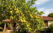 Trik Memangkas Pohon Jambu Biji agar Cepat Muncul Tunas Produktif untuk Mendukung Panen