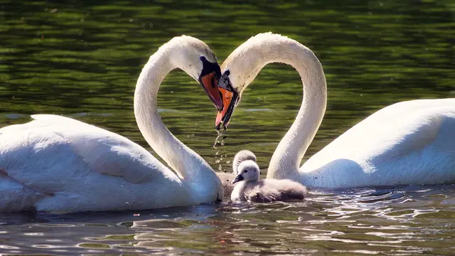 Swans