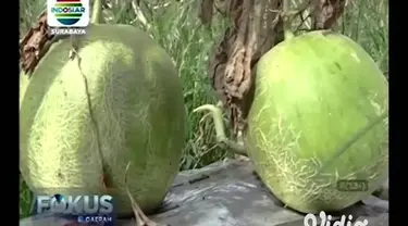 Cuaca buruk yang terjadi di sejumlah daerah di Jawa Timur membuat petani melon merugi. Jika dalam kondisi cuaca normal, petani bisa menghasilkan melon segar hingga 50 ton per hari. Saat cuaca buruk, hasil panen hanya 25 ton.