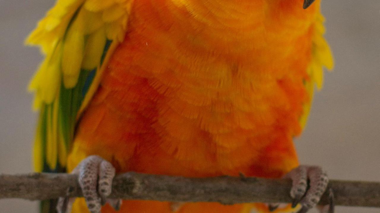 <b>Sun Conure&nbsp;</b>