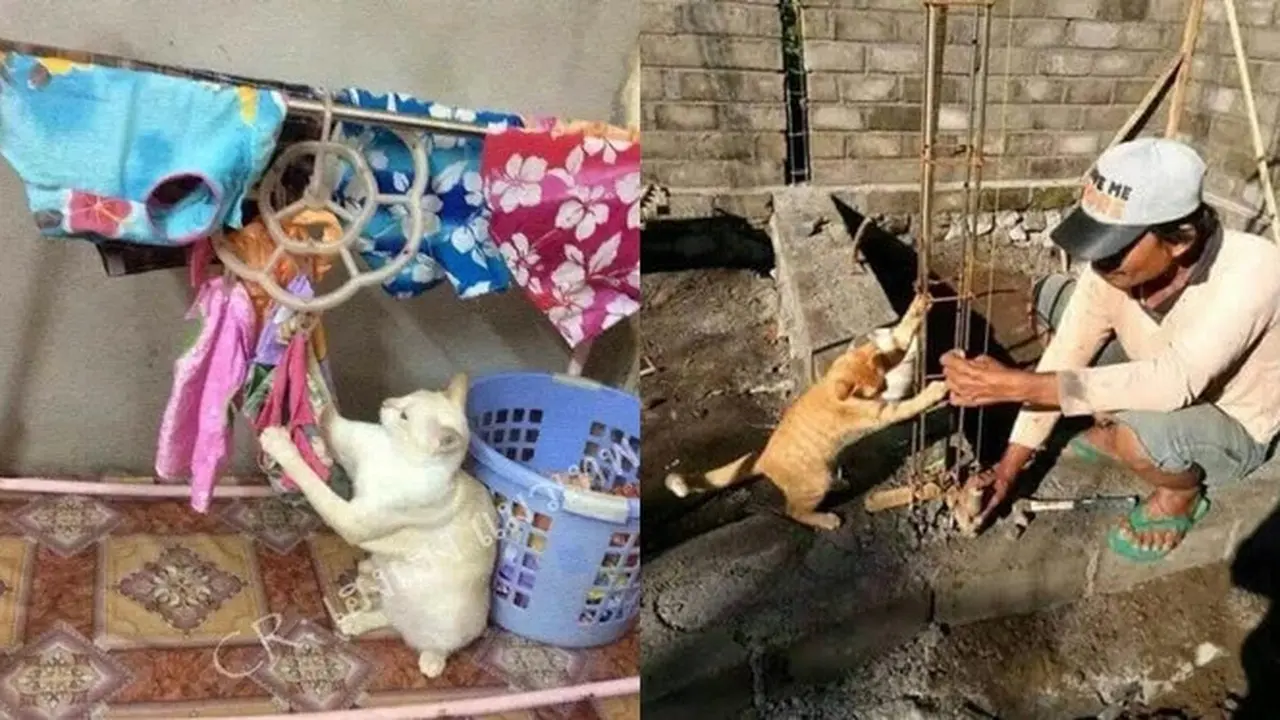 Kelakuan Kucing Lakukan Pekerjaan Rumah Ini Bak Manusia, Bikin Geleng Kepala