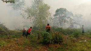 Menhut Cabut Izin 5 Perusahaan Pembakar Hutan