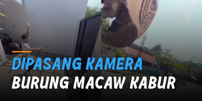 VIDEO: Tidak Nyaman Dipasang Kamera, Burung Macaw Kabur Dari Rumah Pemiliknya