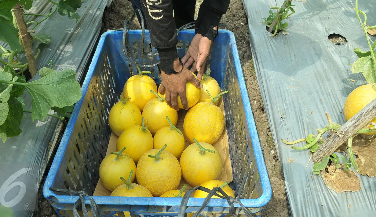 Buah melon premium Stella F1 dipanen di Teluk Naga, Tangerang, Kamis (20/4). PT East West Seed Indonesia (Ewindo) berhasil membina petani di sekitar Jakarta dengan teknik budidaya tanaman hortikultura berkualitas tinggi. (Liputan6.com/Helmi Afandi)
