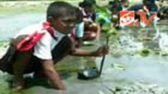 Cegah Abrasi, Ribuan Pohon Bakau Ditanam