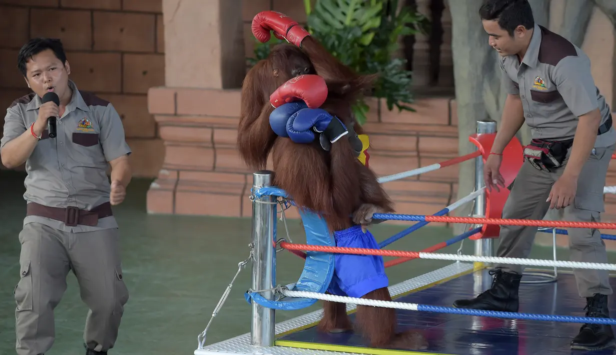 Dua orangutan bertanding kickboxing di atas sebuah ring saat pembukaan Phnom Penh Safari di Kamboja, Sabtu (23/6). Pertunjukan tinju orangutan banyak dikecam oleh aktivis hak-hak perlindungan terhadap binatang. (AFP/Tang Chhin Sothy)