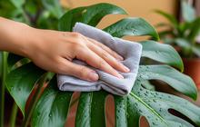 7 Cara Membuat Daun Tanaman Hias Kembali Mengilap Tanpa Membeli Leaf Shine