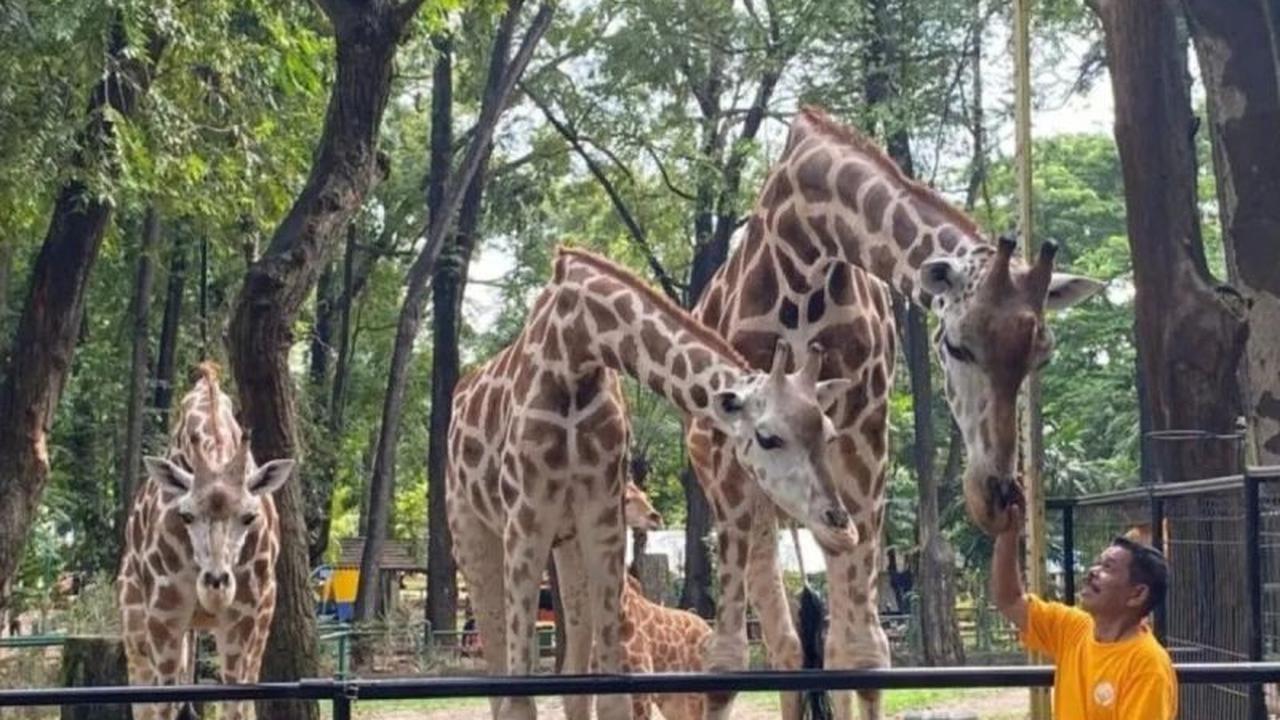 Ragunan Antisipasi Lonjakan Pengunjung Libur Lebaran dengan 27 Titik Parkir