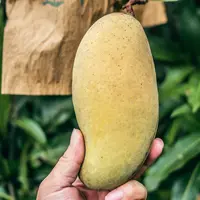 Ilustrasi Mangga/https://unsplash.com/Pheonix Han