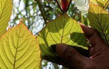 Mengenal Daun Kratom, Benarkah Miliki Manfaat atau Sepenuhnya Bahaya Seperti Narkotika?