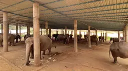 Sejumlah gajah tampak terantai di sebuah kamp yang tak diketahui di Chiang Mai, Thailand (29/3/2020). Gajah yang biasa 'dipekerjakan' di sektor wisata itu harus menghadapi kelaparan dengan kaki terantai berjam-jam. (HANDOUT/ELEPHANT NATURE PARK/AFP)