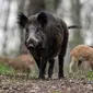 Babi hutan di Austria. (AFP Photo/Gregor Fischer)