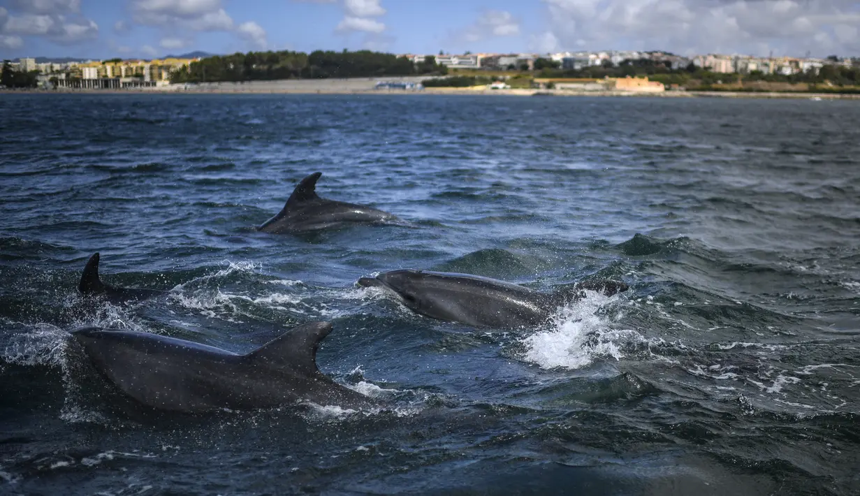 Kawanan lumba-lumba berenang di Tagus melewati perahu pengamat spesies laut di lepas pantai Lisbon, Portugal pada 7 Agustus 2021. Lalu lintas laut yang berkurang akibat pandemi corona membuat ekosistem di Sungai Tagus kembali ramah untuk lumba-lumba. (PATRICIA DE MELO MOREIRA / AFP)