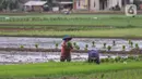 Petani menanam padi di persawahan di kawasan Tangerang, Kamis (3/12/2020). Kementerian Pertanian menargetkan pada musim tanam pertama 2020-2021 penanaman padi mencapai seluas 8,2 juta hektare menghasilkan 20 juta ton beras. (Liputan6.com/Angga Yuniar)