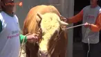 Bagong,nama sapi jantan,yang beratnya setara dengan 3 ekor sapi normal. Nur Waluyo warga Magelang Jawa Tengah  pemilik sapi seberat 1,2 ton.

