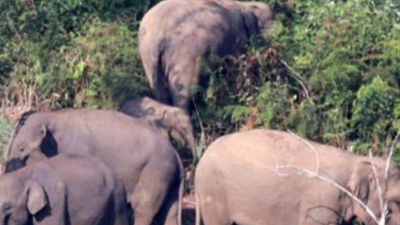 82 Kilometer Kawat Kejut Cegah Konflik Gajah-Masyarakat di Aceh