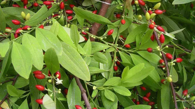 Koka