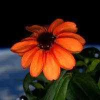 Pertama sepanjang sejarah, Scott Kelly, seorang astronot NASA tanam bunga di luar angkasa. Canggih!