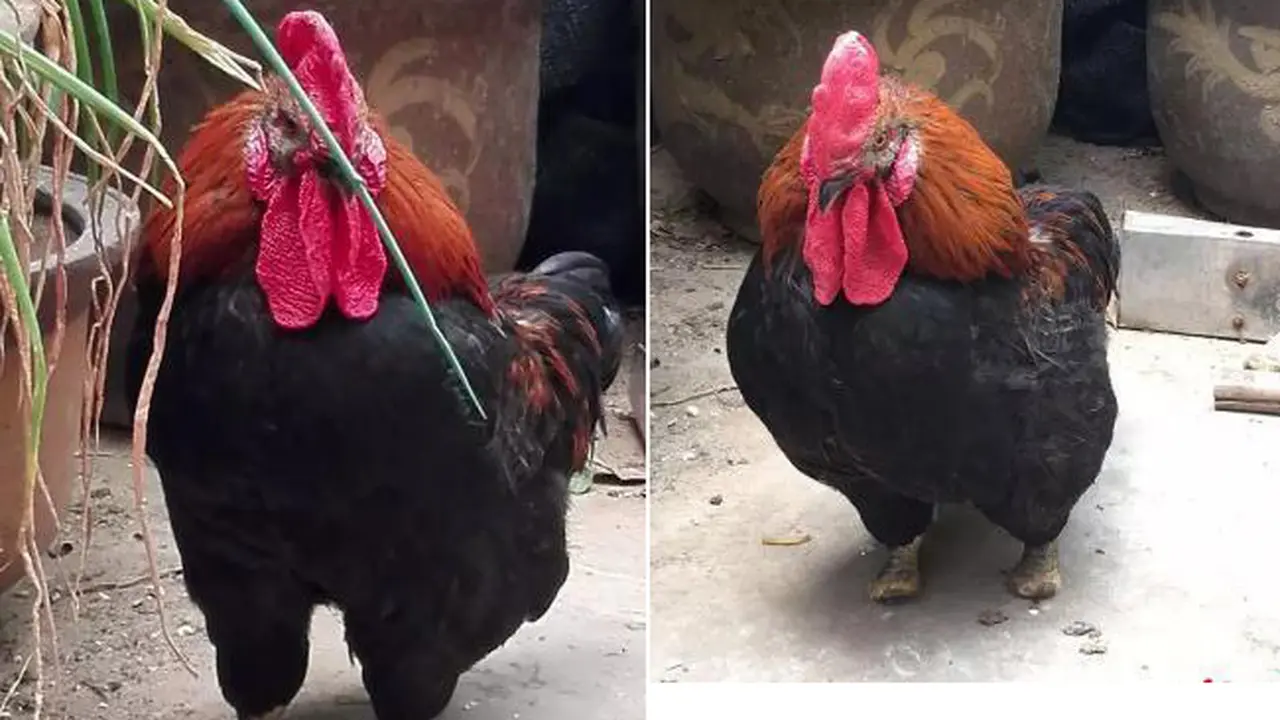 Ayam