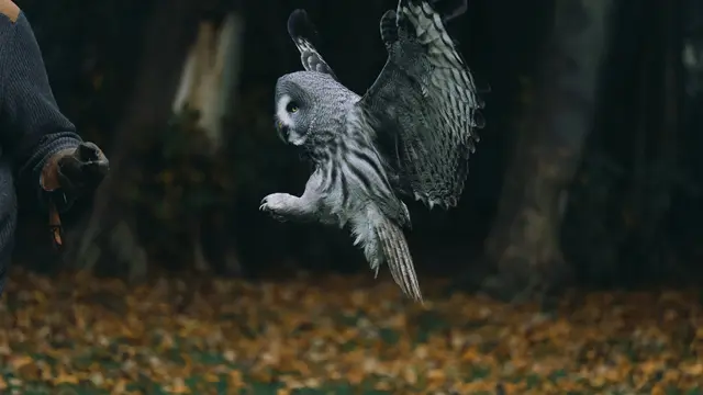 Pilih Satu Burung Hantu dalam 40 Detik,