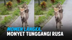 MOMEN LANGKA, MONYET TUNGGANGI RUSA DI TAMAN