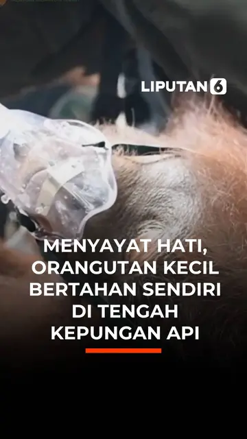 Menyayat Hati, Orangutan Kecil Bertahan Sendiri di Tengah Kepungan Api